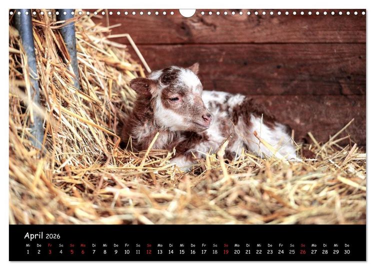 Produktbild: Schafe und L&auml;mmer (Wandkalender 2026 DIN A3 quer), CALVENDO Monatskalender