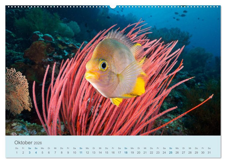 Produktbild: Abenteuer Unterwasser (Wandkalender 2026 DIN A2 quer), CALVENDO Monatskalender