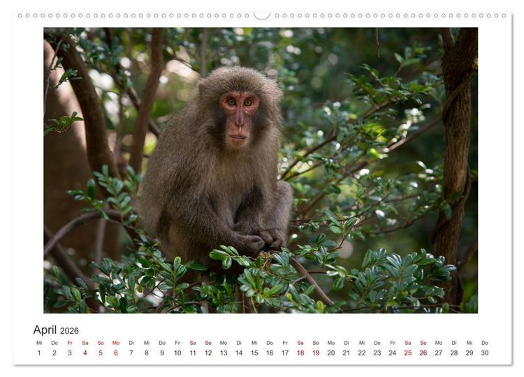 Produktbild: Yakushima - Japans Weltnaturerbe (hochwertiger Premium Wandkalender 2026 DIN A2 quer), Kunstdruck in Hochglanz
