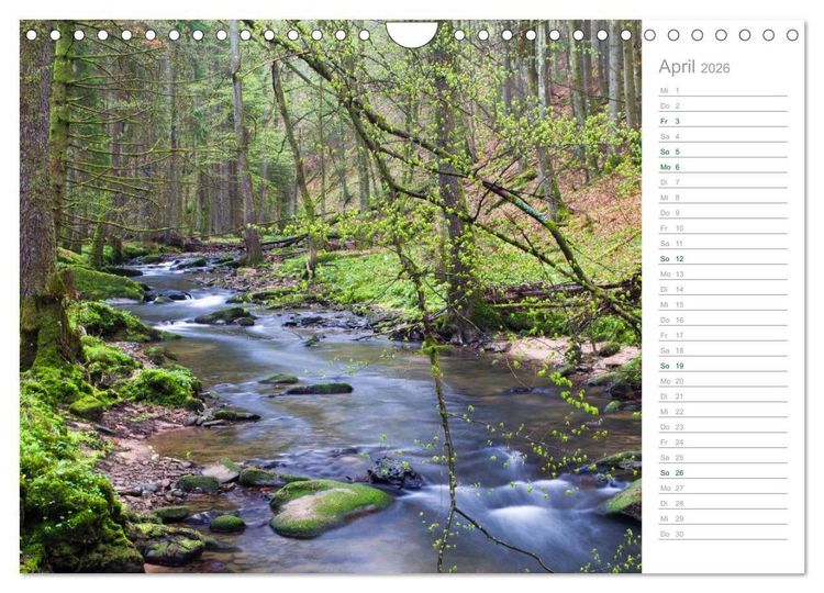 Produktbild: Im Deutschen Wald 2026 - ein Notizkalender (Wandkalender 2026 DIN A4 quer), CALVENDO Monatskalender