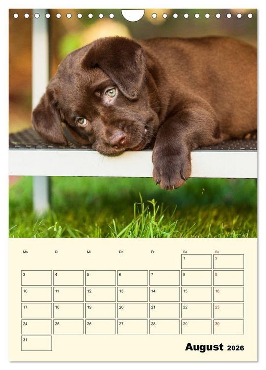 Produktbild: Familienplaner - Labrador Welpen entdecken die Welt (Wandkalender 2026 DIN A4 hoch), CALVENDO Monatskalender