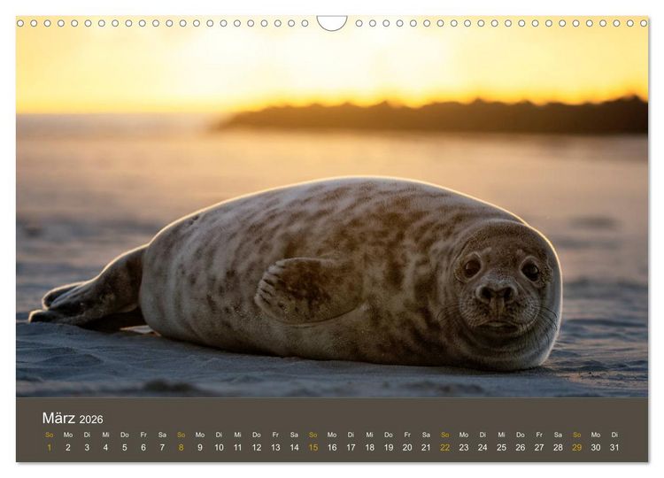 Produktbild: Robben auf der Helgol&auml;nder D&uuml;ne (Wandkalender 2026 DIN A3 quer), CALVENDO Monatskalender