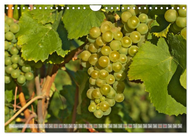 Produktbild: Wein- und Rebsorten aus Rheinland-Pfalz (Wandkalender 2026 DIN A4 quer), CALVENDO Monatskalender