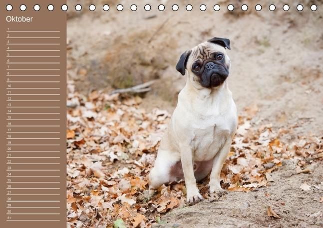 Produktbild: Ein Mops f&uuml;rs Herz (Tischkalender immerw&auml;hrend DIN A5 quer)