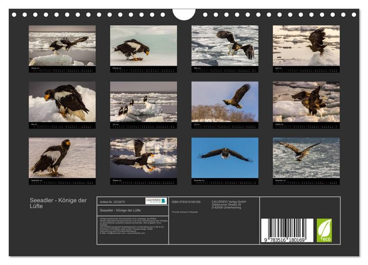 Produktbild: Seeadler - K&ouml;nige der L&uuml;fte (Wandkalender 2026 DIN A4 quer), CALVENDO Monatskalender