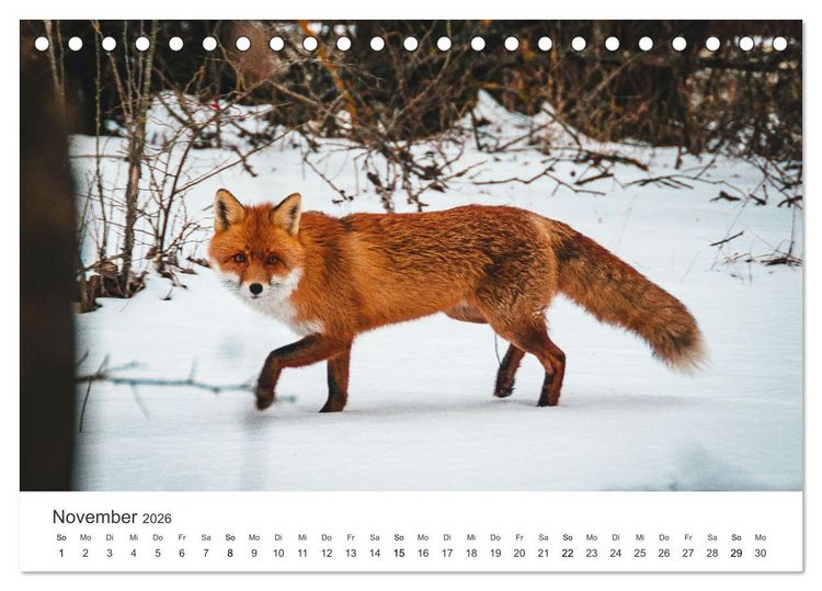 Produktbild: Flinke F&uuml;chse (Tischkalender 2026 DIN A5 quer), CALVENDO Monatskalender