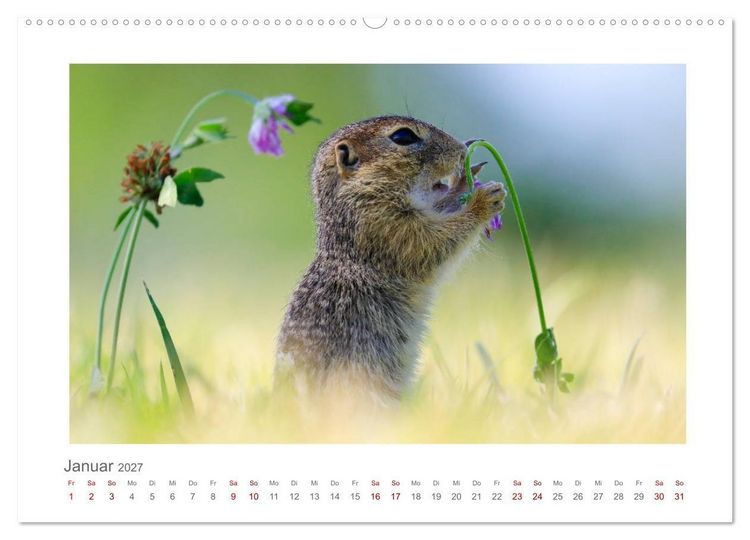 Produktbild: Lustige Zieselbabys (Wandkalender 2027 DIN A2 quer), CALVENDO Monatskalender