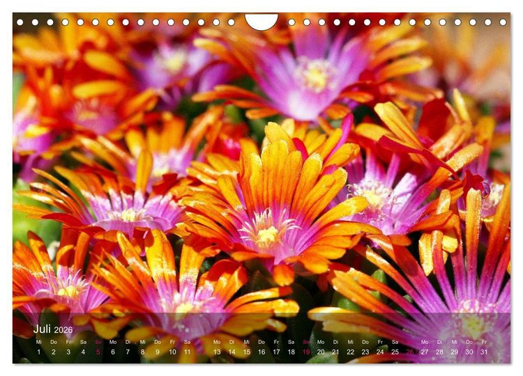 Produktbild: Sukkulenten in Haus und Garten (Wandkalender 2026 DIN A4 quer), CALVENDO Monatskalender