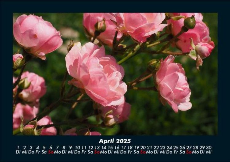 Produktbild: Rosen-Kalender 2025 Fotokalender DIN A5