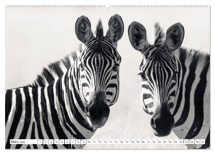 Produktbild: Emotionale Momente: Zebras - black & white. (Wandkalender 2026 DIN A2 quer), CALVENDO Monatskalender