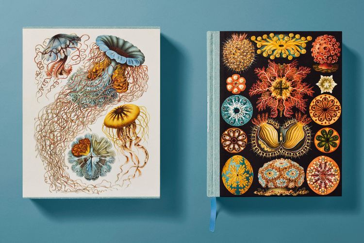 Produktbild: The Art and Science of Ernst Haeckel