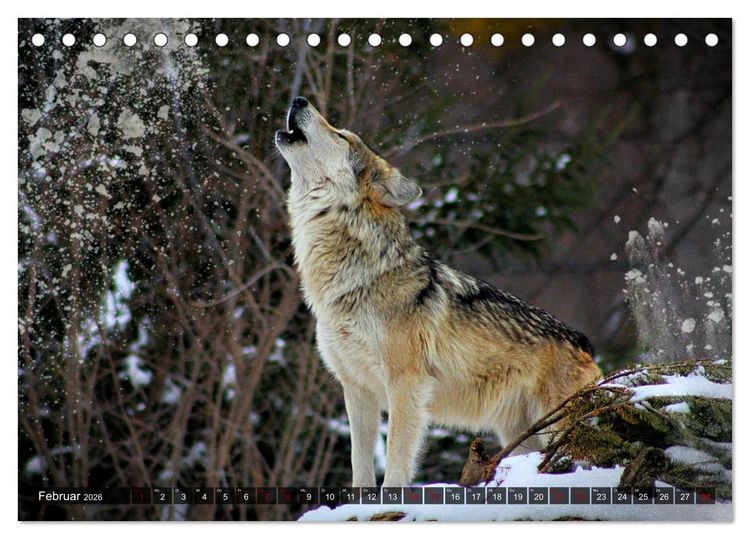 Produktbild: Begegnung mit dem Wolf (Tischkalender 2026 DIN A5 quer), CALVENDO Monatskalender