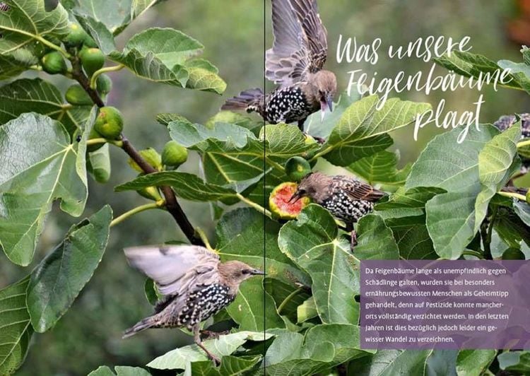 Produktbild: Feigen aus dem eigenen Garten
