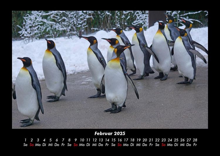 Produktbild: Pinguine & Eisb&auml;ren 2025 Fotokalender DIN A3