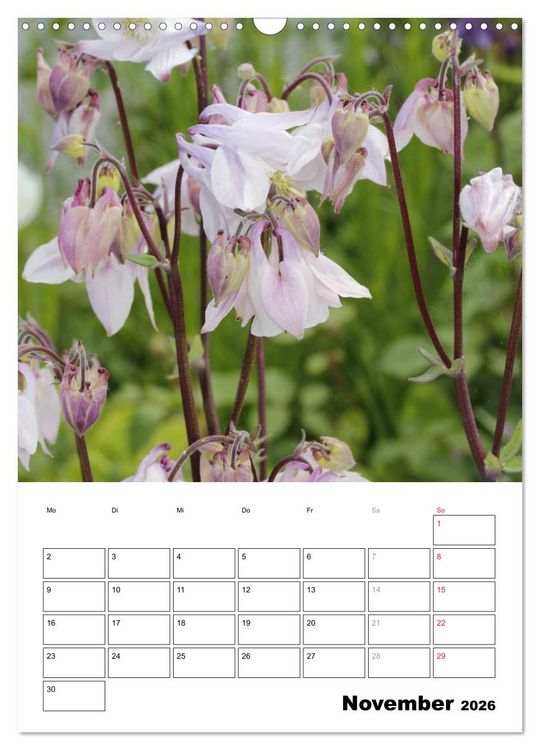 Produktbild: Zauberhafte Akeleien (Wandkalender 2026 DIN A3 hoch), CALVENDO Monatskalender
