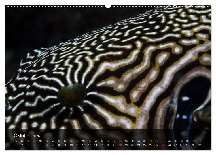 Produktbild: Unterwasser Strukuren (hochwertiger Premium Wandkalender 2026 DIN A2 quer), Kunstdruck in Hochglanz