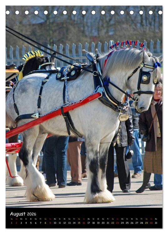 Produktbild: Shire Horse - Geschm&uuml;ckte Riesen (Tischkalender 2026 DIN A5 hoch), CALVENDO Monatskalender