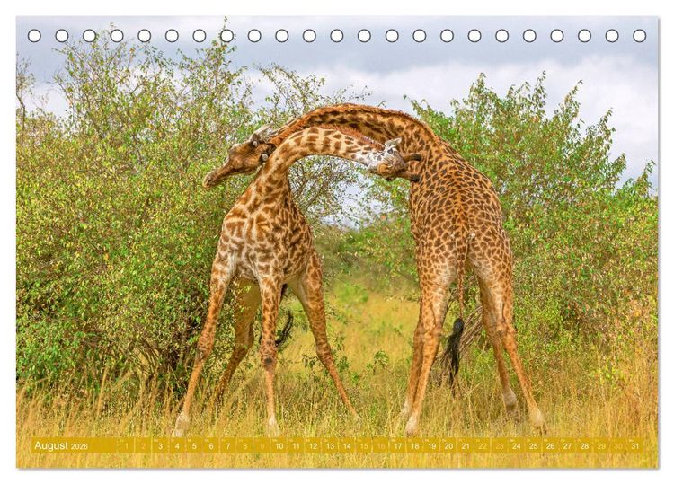 Produktbild: Giraffen: Die afrikanischen Riesen mit Weitblick (Tischkalender 2026 DIN A5 quer), CALVENDO Monatskalender