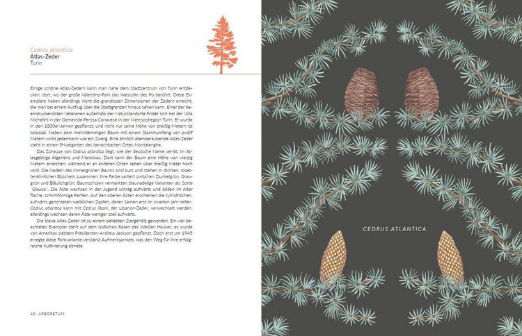 Produktbild: Arboretum. 70 B&auml;ume - 70 St&auml;dte