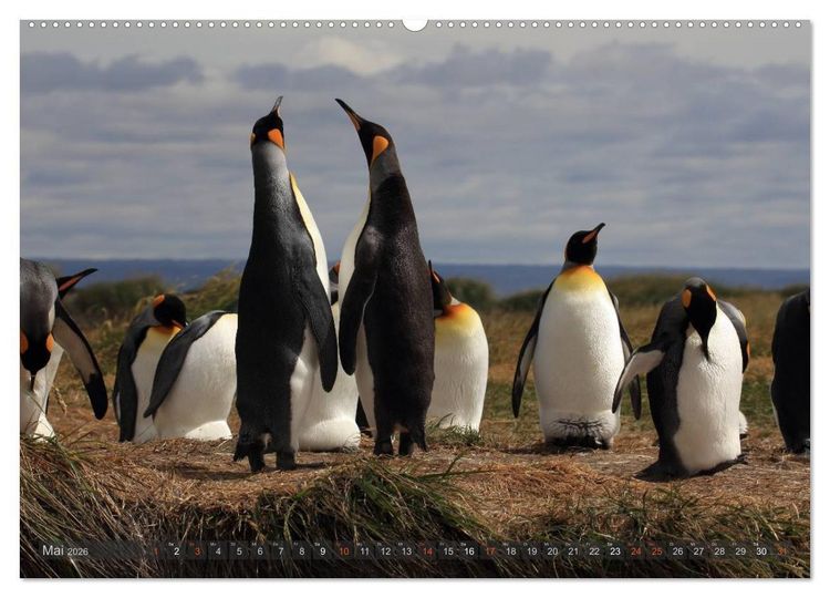 Produktbild: Pinguine in Patagonien (hochwertiger Premium Wandkalender 2026 DIN A2 quer), Kunstdruck in Hochglanz