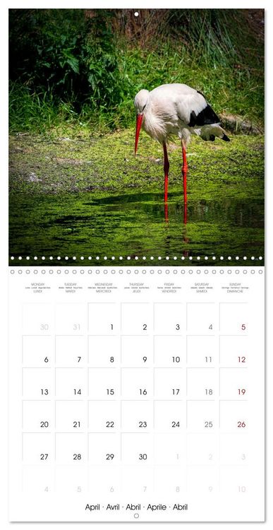 Produktbild: Whispers of Wings (Wall Calendar 2026 12 &times; 12 Inch) CALVENDO 12 Month Wall Calendar