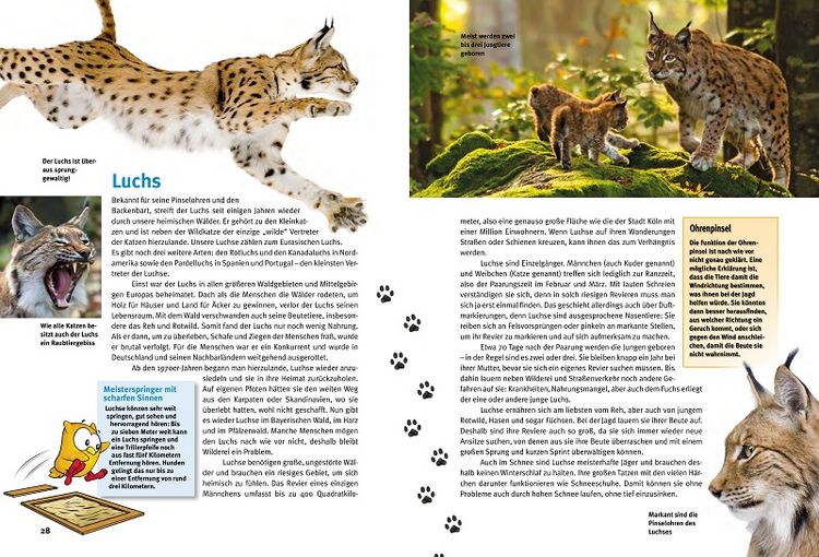 Produktbild: Entdecke heimische Wildtiere