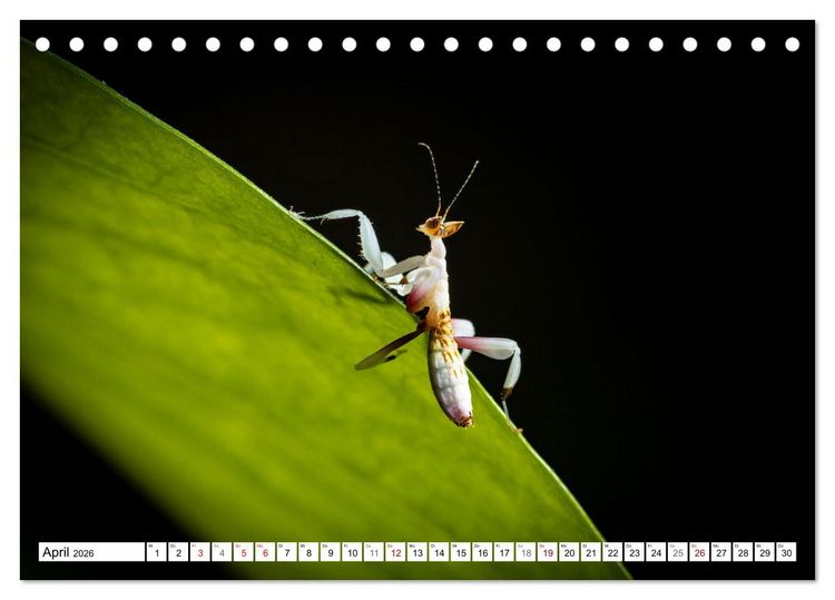 Produktbild: Im Bann der Mantis (Tischkalender 2026 DIN A5 quer), CALVENDO Monatskalender