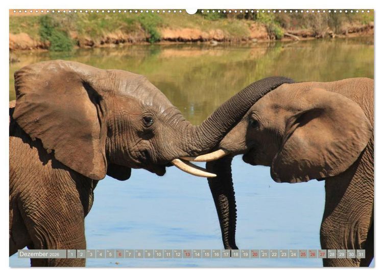 Produktbild: Asiatische und afrikanische Elefanten (hochwertiger Premium Wandkalender 2026 DIN A2 quer), Kunstdruck in Hochglanz
