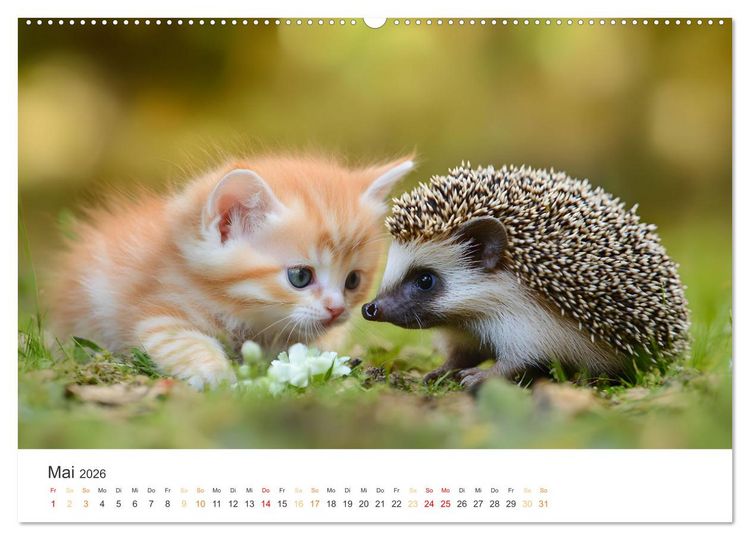 Produktbild: Zauberhafte Katzenbabys (Wandkalender 2026 DIN A2 quer), CALVENDO Monatskalender