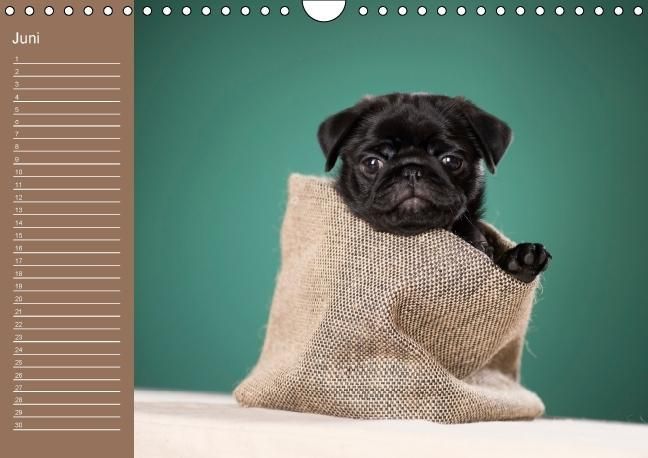 Produktbild: Ein Mops f&uuml;rs Herz (Wandkalender immerw&auml;hrend DIN A4 quer)