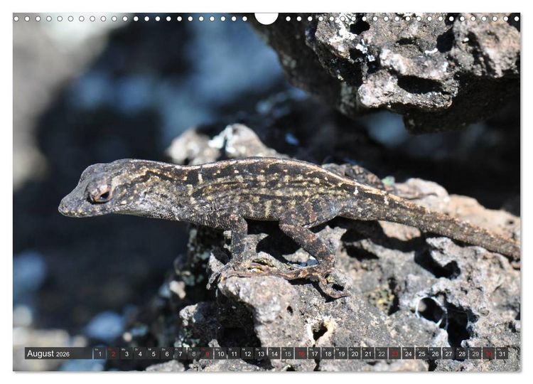Produktbild: Wilde Fauna - Reptilien (Wandkalender 2026 DIN A3 quer), CALVENDO Monatskalender