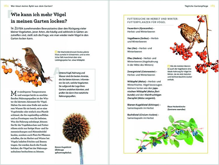 Produktbild: Wer klaut meine &Auml;pfel aus dem Garten
