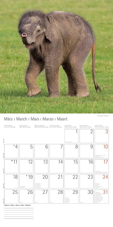 Produktbild: Elefanten - T & C-Kalender 2013