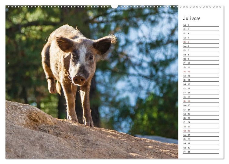 Produktbild: Wildromatisches Korsika (hochwertiger Premium Wandkalender 2026 DIN A2 quer), Kunstdruck in Hochglanz