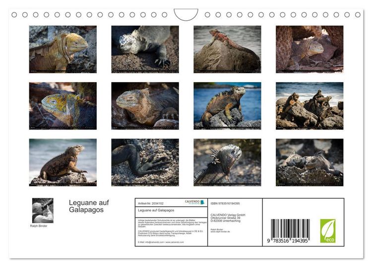 Produktbild: Leguane auf Galapagos (Wandkalender 2026 DIN A4 quer), CALVENDO Monatskalender