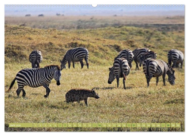 Produktbild: Afrikas Tierwelt: Zebras (Wandkalender 2026 DIN A2 quer), CALVENDO Monatskalender