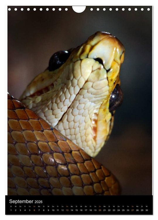 Produktbild: Auge in Auge mit coolen Typen - REPTILIEN (Wandkalender 2026 DIN A4 hoch), CALVENDO Monatskalender