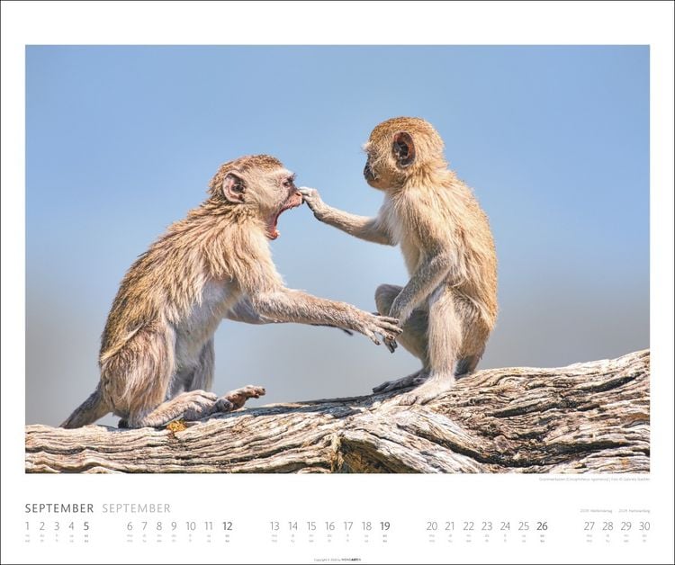 Produktbild: African Wildlife Kalender 2027