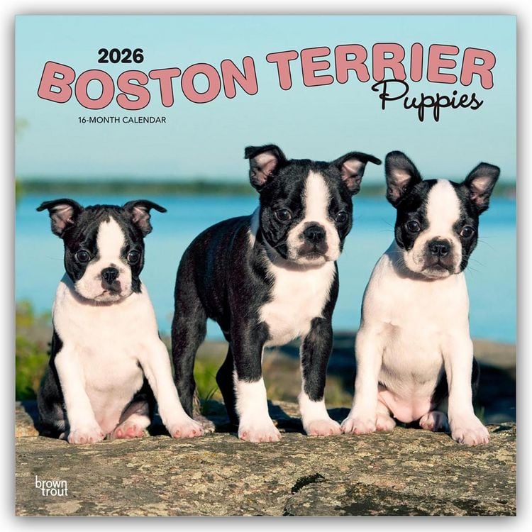 Produktbild: Boston Terrier Puppies – Boston Terrier Welpen 2026 – 16-Monatskalender