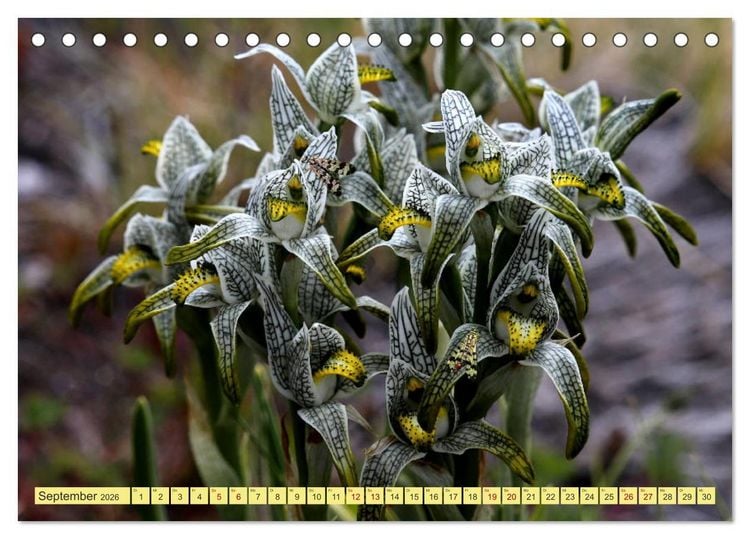 Produktbild: M&auml;rchenwelt Patagonien (Tischkalender 2026 DIN A5 quer), CALVENDO Monatskalender