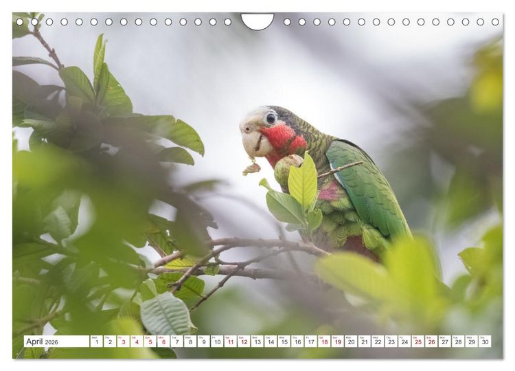 Produktbild: Birds of Cuba Island (Wall Calendar 2026 DIN A4 landscape), CALVENDO 12 Month Wall Calendar