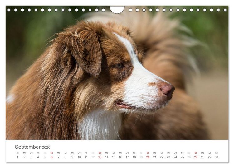 Produktbild: Australian Shepherd 2026 (Wandkalender 2026 DIN A4 quer), CALVENDO Monatskalender