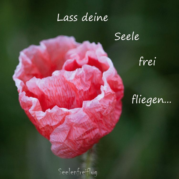 Produktbild: Lass deine Seele frei fliegen