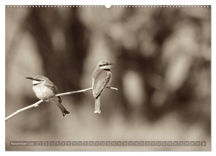 Produktbild: Botswana &ndash; Impressionen aus Afrika (hochwertiger Premium Wandkalender 2026 DIN A2 quer), Kunstdruck in Hochglanz