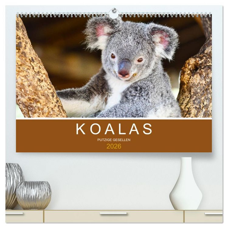 Produktbild: Koalas, putzige Gesellen (hochwertiger Premium Wandkalender 2026 DIN A2 quer), Kunstdruck in Hochglanz