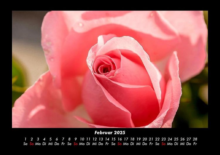 Produktbild: Blumentr&auml;ume 2025 Fotokalender DIN A3