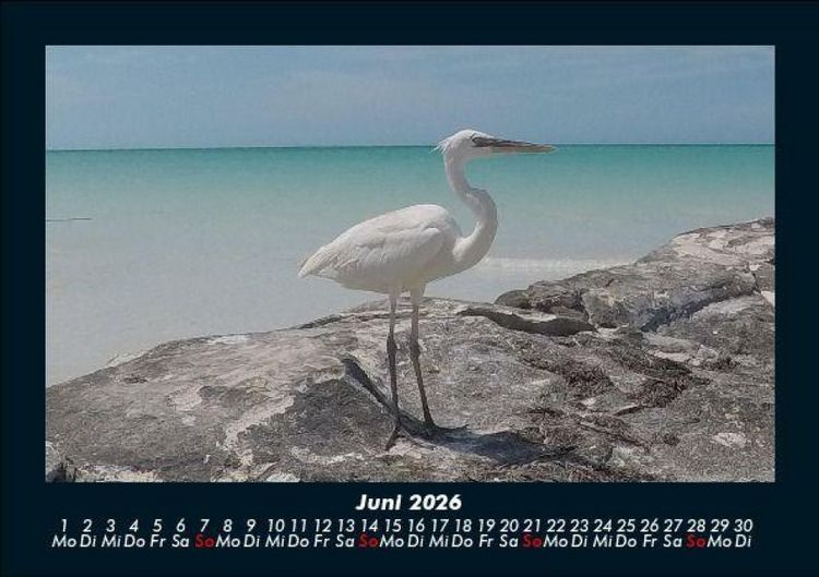 Produktbild: Vogelparadies 2026 Fotokalender DIN A5