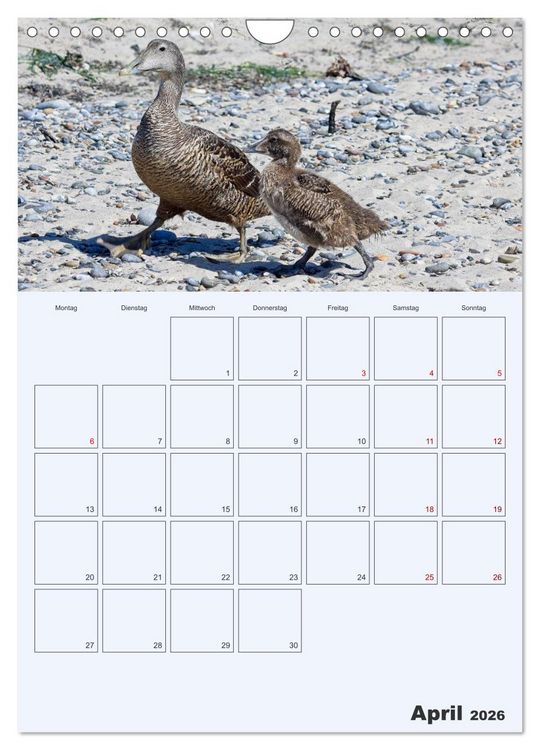 Produktbild: Wildes Leben auf Helgoland (Wandkalender 2026 DIN A4 hoch), CALVENDO Monatskalender