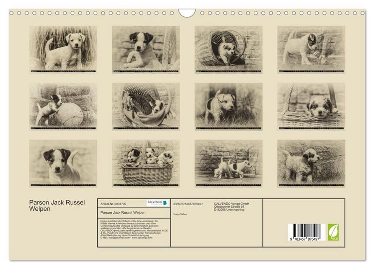 Produktbild: Parson Jack Russel Welpen (Wandkalender 2026 DIN A3 quer), CALVENDO Monatskalender