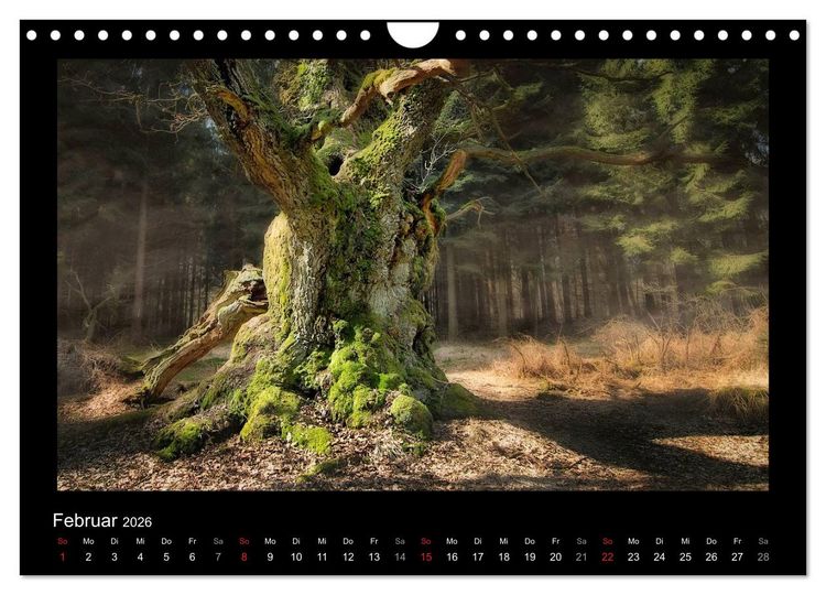 Produktbild: M&auml;rchenhafter Reinhardswald und Urwald Sababurg (Wandkalender 2026 DIN A4 quer), CALVENDO Monatskalender